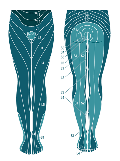 Grafik Dermatome 